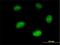 Interferon Stimulated Exonuclease Gene 20 antibody, H00003669-M01, Novus Biologicals, Immunocytochemistry image 