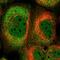 Coiled-Coil Serine Rich Protein 2 antibody, NBP1-81438, Novus Biologicals, Immunocytochemistry image 