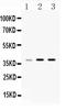 Heterogeneous Nuclear Ribonucleoprotein A1 antibody, A01476, Boster Biological Technology, Western Blot image 