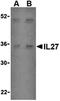 Interleukin 27 antibody, orb74719, Biorbyt, Western Blot image 