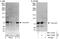 Rac GTPase Activating Protein 1 antibody, NBP1-47267, Novus Biologicals, Western Blot image 