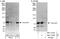 Rac GTPase-activating protein 1 antibody, NBP1-47267, Novus Biologicals, Western Blot image 