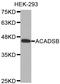 Acyl-CoA Dehydrogenase Short/Branched Chain antibody, LS-C332729, Lifespan Biosciences, Western Blot image 