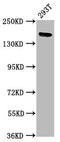 Intersectin 1 antibody, CSB-PA621885LA01HU, Cusabio, Western Blot image 