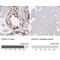 ATPase Family AAA Domain Containing 2 antibody, NBP2-14786, Novus Biologicals, Immunohistochemistry paraffin image 
