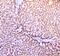 PON antibody, A00516-3, Boster Biological Technology, Immunohistochemistry paraffin image 
