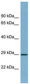 Proline Rich 16 antibody, TA345004, Origene, Western Blot image 