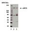 Nitric Oxide Synthase 1 antibody, AHP2402, Bio-Rad (formerly AbD Serotec) , Western Blot image 