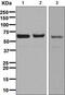 Methionyl Aminopeptidase 2 antibody, ab134124, Abcam, Western Blot image 