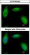 RAN Binding Protein 1 antibody, LS-C185528, Lifespan Biosciences, Immunocytochemistry image 