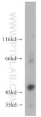 Matrix Metallopeptidase 3 antibody, 17873-1-AP, Proteintech Group, Western Blot image 