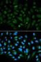 Decorin antibody, orb48349, Biorbyt, Immunofluorescence image 