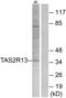 Taste 2 Receptor Member 13 antibody, PA5-39709, Invitrogen Antibodies, Western Blot image 