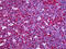 C-X-C Motif Chemokine Ligand 5 antibody, 51-798, ProSci, Immunohistochemistry frozen image 