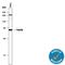 FSCN1 antibody, MAB7745, R&D Systems, Western Blot image 