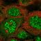 Synaptopodin 2 Like antibody, PA5-63405, Invitrogen Antibodies, Immunofluorescence image 