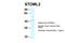 Stomatin Like 2 antibody, NBP1-79903, Novus Biologicals, Western Blot image 