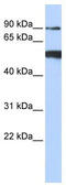 DExD-Box Helicase 50 antibody, TA341620, Origene, Western Blot image 