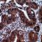 Caveolin 3 antibody, LS-C668401, Lifespan Biosciences, Immunohistochemistry paraffin image 