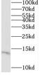 Mitochondrial Ribosomal Protein L55 antibody, FNab05340, FineTest, Western Blot image 