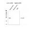 Toll Like Receptor 7 antibody, PA1733, Boster Biological Technology, Western Blot image 