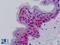 Activating Transcription Factor 1 antibody, LS-B9140, Lifespan Biosciences, Immunohistochemistry paraffin image 