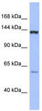 Ddx34 antibody, TA341590, Origene, Western Blot image 