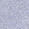Seizure Related 6 Homolog antibody, HPA011777, Atlas Antibodies, Immunohistochemistry frozen image 