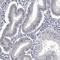 Cell Division Cycle Associated 8 antibody, HPA028120, Atlas Antibodies, Immunohistochemistry frozen image 