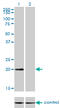 Cysteine And Glycine Rich Protein 3 antibody, LS-C198524, Lifespan Biosciences, Western Blot image 