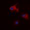 Tyrosine 3-Monooxygenase/Tryptophan 5-Monooxygenase Activation Protein Theta antibody, orb315829, Biorbyt, Immunofluorescence image 