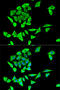 Growth Factor Receptor Bound Protein 2 antibody, 19-796, ProSci, Immunofluorescence image 