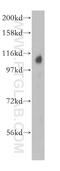 Trafficking Kinesin Protein 2 antibody, 13770-1-AP, Proteintech Group, Western Blot image 