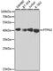 Protein Tyrosine Phosphatase Non-Receptor Type 2 antibody, MBS126822, MyBioSource, Western Blot image 