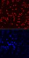 Macrophage Erythroblast Attacher antibody, MAB7288, R&D Systems, Immunofluorescence image 