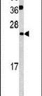 Glutaredoxin 2 antibody, PA5-14187, Invitrogen Antibodies, Western Blot image 