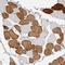 Troponin I1, Slow Skeletal Type antibody, NBP1-90923, Novus Biologicals, Immunohistochemistry paraffin image 