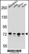 Protocadherin Beta 15 antibody, 56-178, ProSci, Western Blot image 