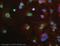 Paired Box 9 antibody, ab28538, Abcam, Immunofluorescence image 