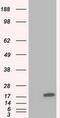 Tetratricopeptide Repeat Domain 32 antibody, MA5-25157, Invitrogen Antibodies, Western Blot image 