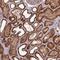 NADH:Ubiquinone Oxidoreductase Subunit C1 antibody, NBP1-83064, Novus Biologicals, Immunohistochemistry frozen image 