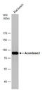 Aconitase 2 antibody, GTX109736, GeneTex, Western Blot image 