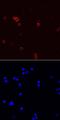 CD44 antibody, AF6127, R&D Systems, Immunocytochemistry image 