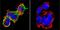 Nuclear Factor Of Activated T Cells 1 antibody, GTX22796, GeneTex, Immunofluorescence image 