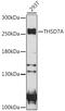 Thrombospondin Type 1 Domain Containing 7A antibody, 16-678, ProSci, Western Blot image 