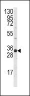 MCL1 Apoptosis Regulator, BCL2 Family Member antibody, PA5-11389, Invitrogen Antibodies, Western Blot image 