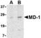 Lymphocyte Antigen 86 antibody, TA306330, Origene, Western Blot image 