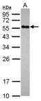 Ubiquitin Protein Ligase E3 Component N-Recognin 7 (Putative) antibody, NBP2-20794, Novus Biologicals, Western Blot image 