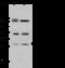 Proteasome Subunit Alpha 5 antibody, 200015-T44, Sino Biological, Western Blot image 