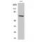 NADPH Oxidase 3 antibody, LS-C384945, Lifespan Biosciences, Western Blot image 